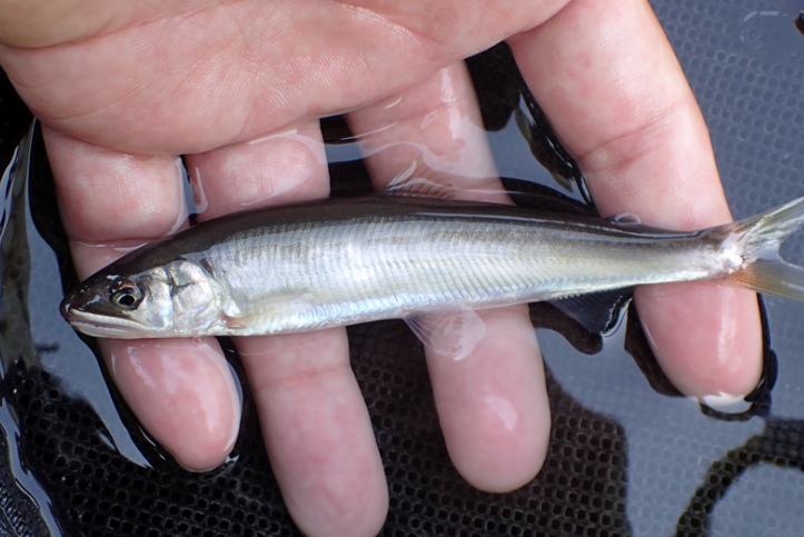 漫話香魚 漫話香魚