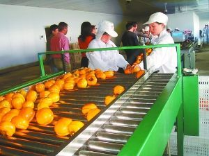 房山做大北京柿子產業
