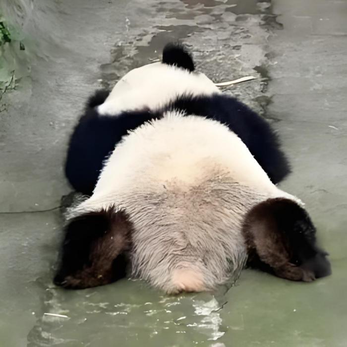 熊貓扒 熊貓扒