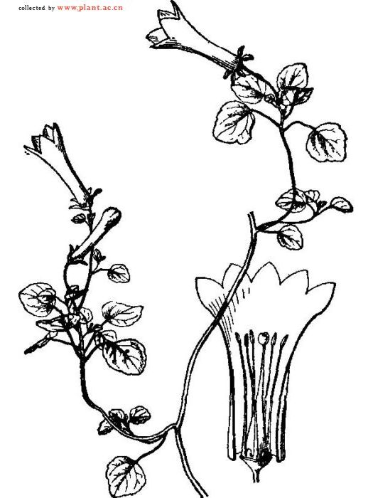 細鐘花 細鐘花