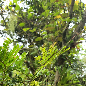 Cojoba zanonii