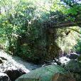 桐嶺村 桐嶺村