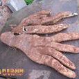 腳板苕 腳板苕