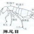 彈跳蟲 彈跳蟲
