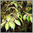 鉸剪藤(蘿藦科鵝絨藤屬植物) 鉸剪藤(蘿藦科鵝絨藤屬植物)
