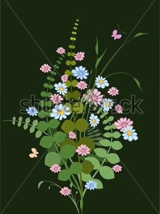 泉花11號 泉花11號