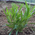 魚膽草