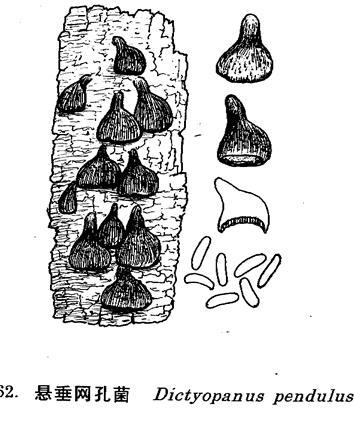 懸垂網孔菌 懸垂網孔菌