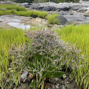 Limonium carolinianum