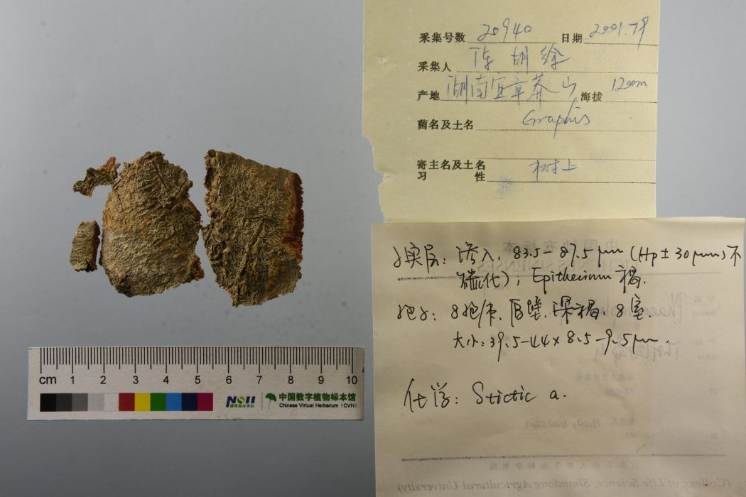 文字衣屬 文字衣屬