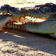 澳洲鱷魚