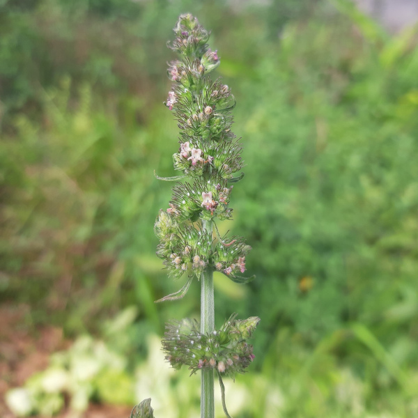 Mesosphaerum pectinatum