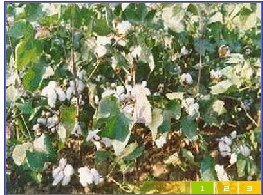特色農產品-棉花