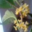 白糖桂花 白糖桂花