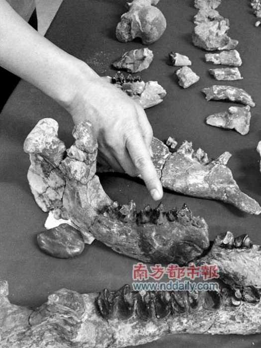 冠齒獸 冠齒獸