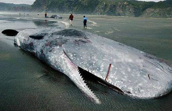 巨齒鯨