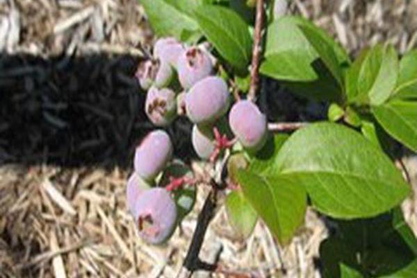 Vaccinium corymbosum \x27Darrow\x27