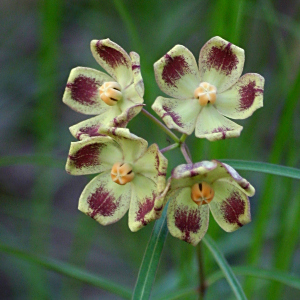Glossostelma carsonii