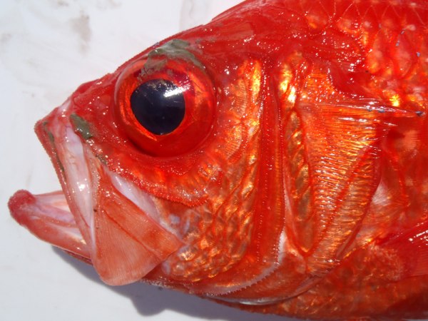 日本骨鱗魚的頭部