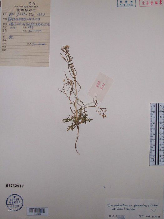 異蕊芥屬 異蕊芥屬