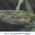 穀子黑鞘病
