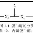 氨肽酶