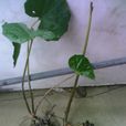 蓮蓬草(植物) 蓮蓬草(植物)