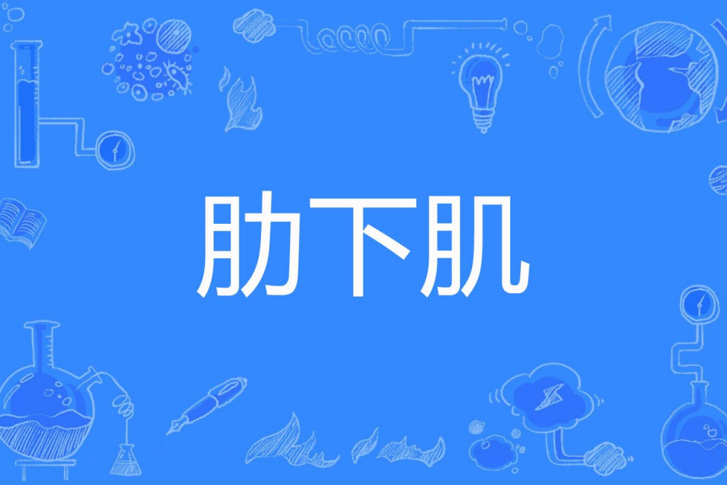 肋下肌 肋下肌