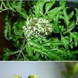 苔蘚蛙 苔蘚蛙
