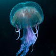 沙海蜇 沙海蜇