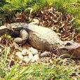安徽揚子鱷自然保護區