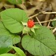 黃藨(薔薇科懸鉤子屬植物) 黃藨(薔薇科懸鉤子屬植物)