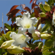 清明花 清明花