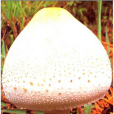 長柄大環柄菇 長柄大環柄菇