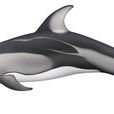 太平洋短吻海豚(太平洋斑紋海豚)
