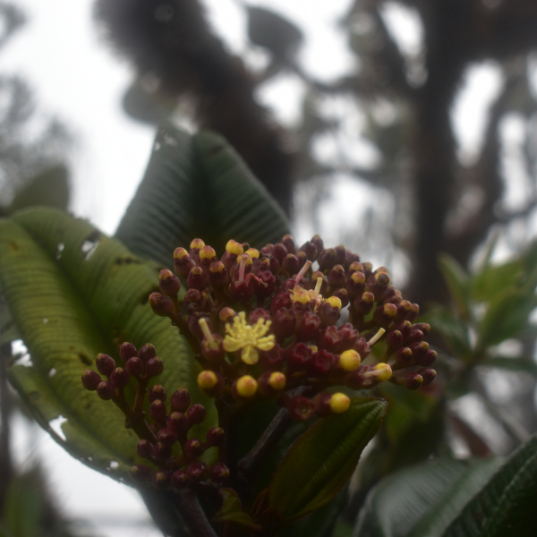 Miconia corymbiformis