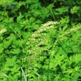 大臭草 大臭草