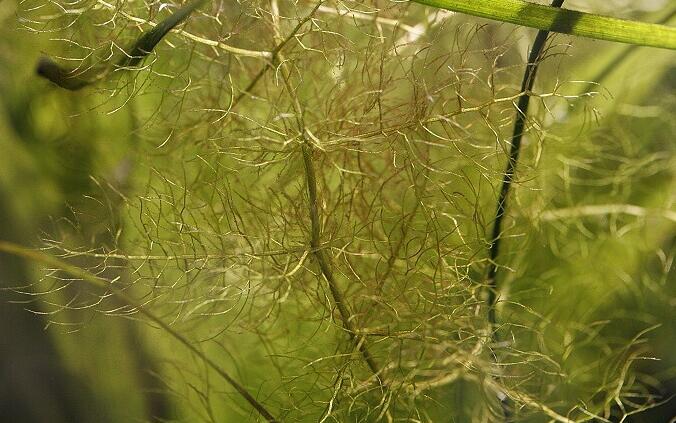 黃花狸藻