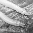 明魚 明魚
