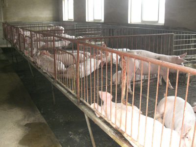 生豬養殖基地
