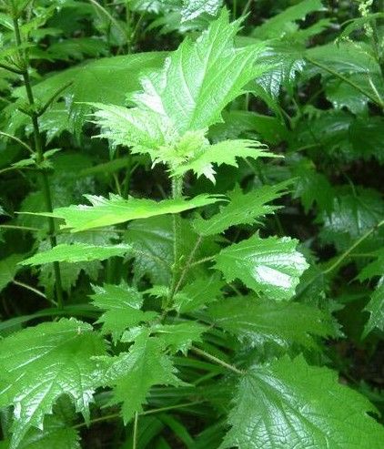 無情草 無情草