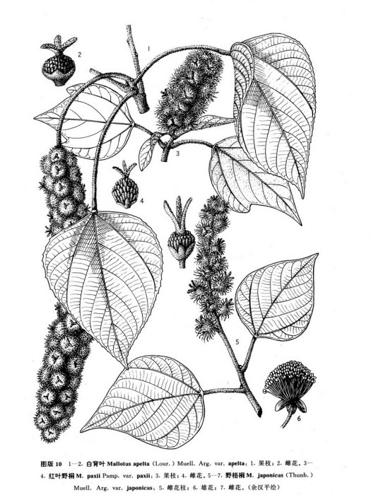 野梧桐(大戟科野桐屬植物) 野梧桐(大戟科野桐屬植物)