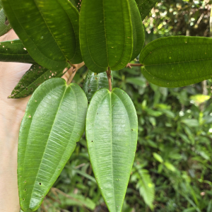 Miconia pachyphylla