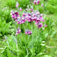 偏花報春 偏花報春