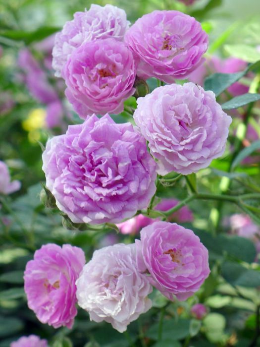 臭薔薇 臭薔薇