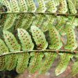 黑足鱗毛蕨 黑足鱗毛蕨