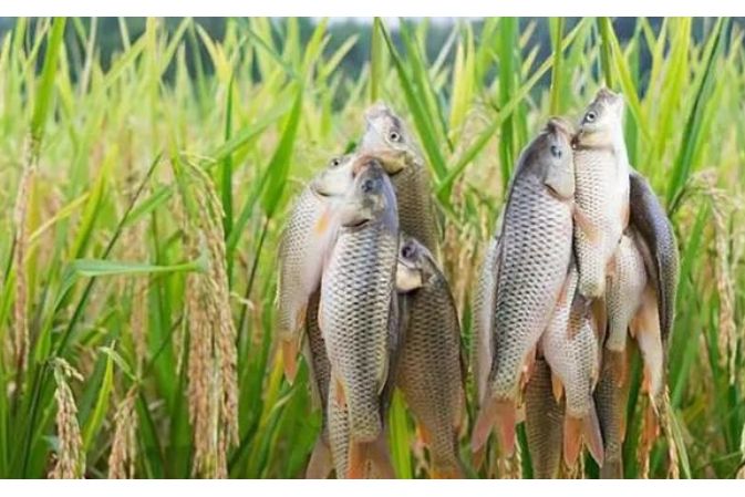 谷花魚 谷花魚