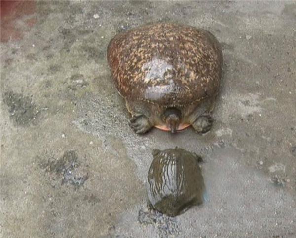 百歲甲魚 百歲甲魚
