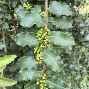 Schinus latifolia