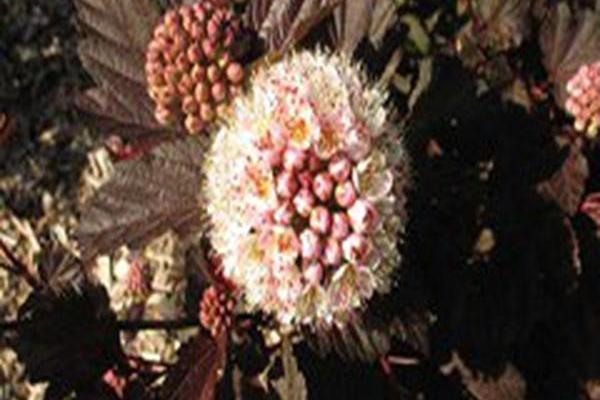 Physocarpus opulifolius \x27Ruby Spice\x27 Physocarpus opulifolius \x27Ruby Spice\x27
